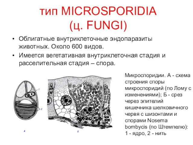 тип MICROSPORIDIA (ц. FUNGI) Облигатные внутриклеточные эндопаразиты животных. Около 600