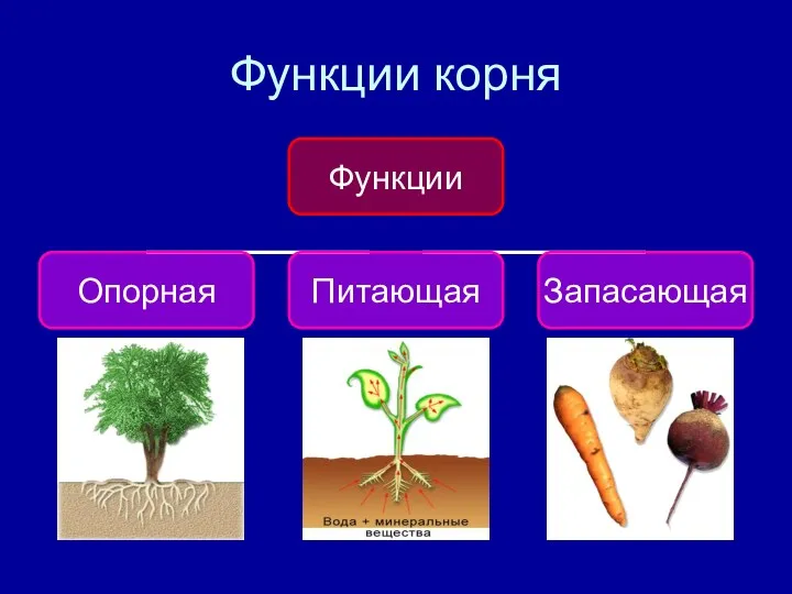 Функции корня