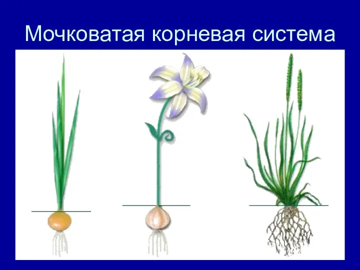 Мочковатая корневая система