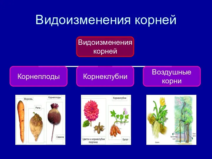 Видоизменения корней