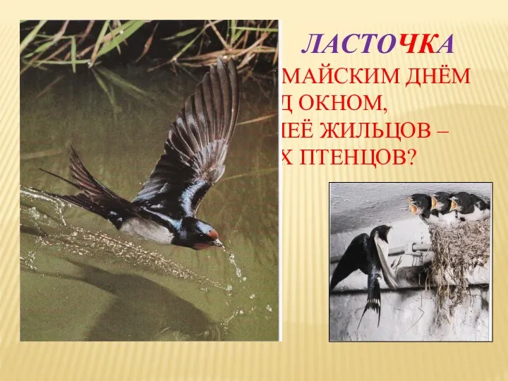 КТО ПРИКЛЕИЛ МАЙСКИМ ДНЁМ РУКОВИЧКУ НАД ОКНОМ, ПОСЕЛИЛИВ В НЕЁ ЖИЛЬЦОВ – НЕПОСЕДЛИВЫХ ПТЕНЦОВ? ЛАСТОЧКА