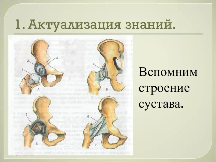 1. Актуализация знаний. Вспомним строение сустава.