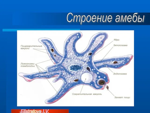 Строение амебы Elistratova I.V.