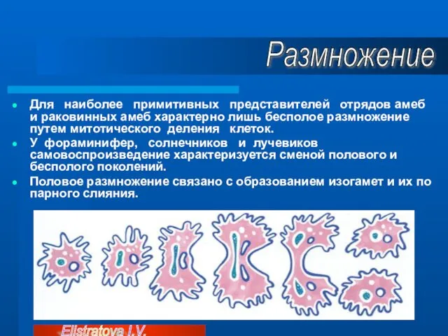 Для наиболее примитивных представителей отрядов амеб и раковинных амеб характерно лишь бесполое размножение