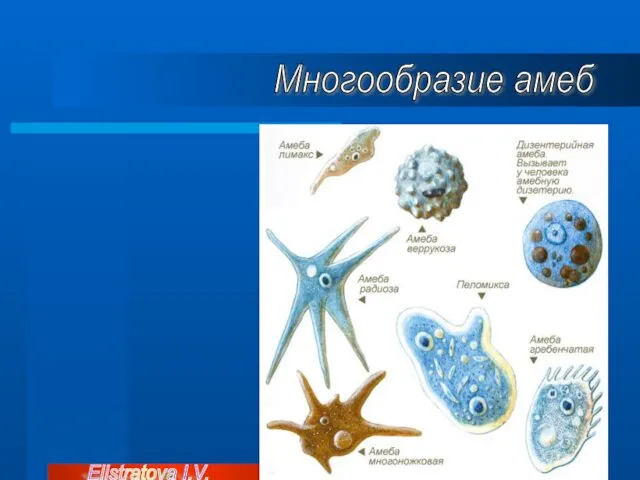 Многообразие амеб Elistratova I.V.