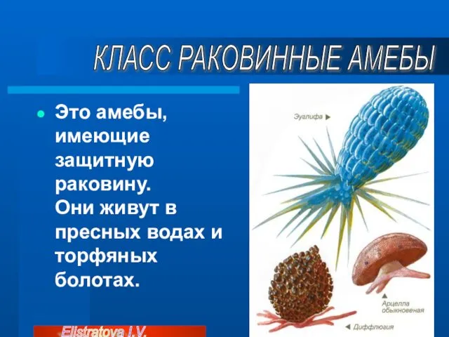 Это амебы, имеющие защитную раковину. Они живут в пресных водах и торфяных болотах.