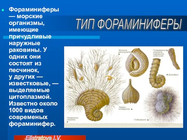 Фораминиферы — морские организмы, имеющие причудливые наружные раковины. У одних они состоят из