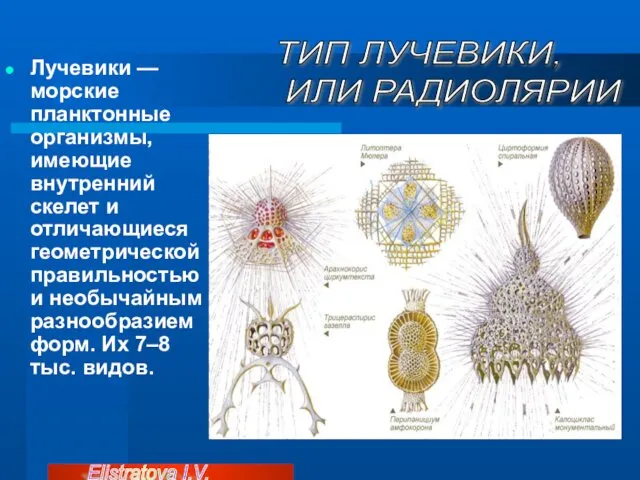 Лучевики — морские планктонные организмы, имеющие внутренний скелет и отличающиеся геометрической правильностью и