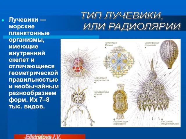 Лучевики — морские планктонные организмы, имеющие внутренний скелет и отличающиеся