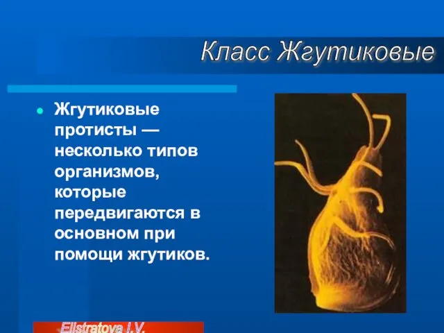 Жгутиковые протисты — несколько типов организмов, которые передвигаются в основном