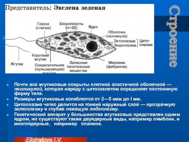 Почти все жгутиковые покрыты плотной эластичной оболочкой —пелликулой, которая наряду с цитоскелетом определяет