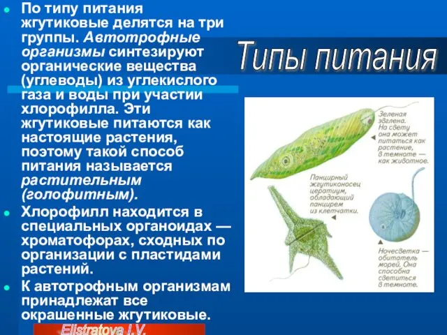 По типу питания жгутиковые делятся на три группы. Автотрофные организмы