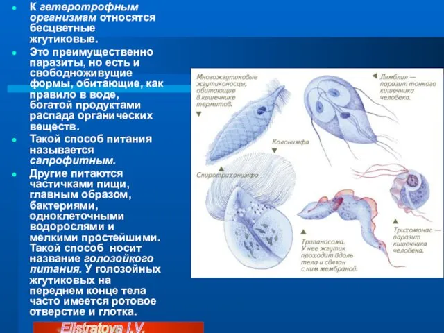 К гетеротрофным организмам относятся бесцветные жгутиковые. Это преимущественно паразиты, но есть и свободноживущие