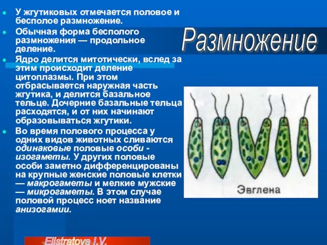 У жгутиковых отмечается половое и бесполое размножение. Обычная форма бесполого