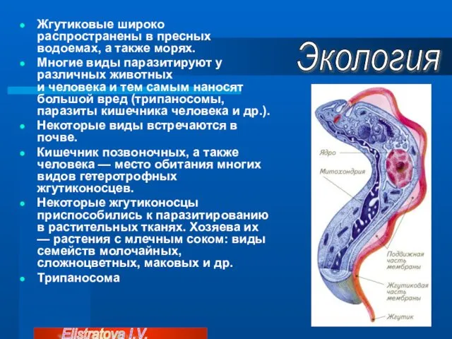 Жгутиковые широко распространены в пресных водоемах, а также морях. Многие