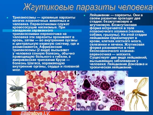 Трипаносомы — кровяные паразиты многих позвоночных животных и человека. Переносчиками