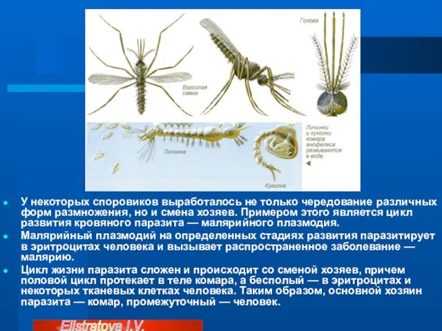 У некоторых споровиков выработалось не только чередование различных форм размножения,