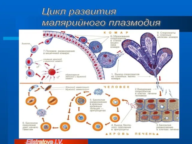 Цикл развития малярийного плазмодия Elistratova I.V.