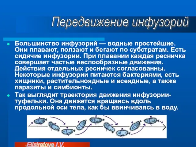 Большинство инфузорий — водные простейшие. Они плавают, ползают и бегают по субстратам. Есть