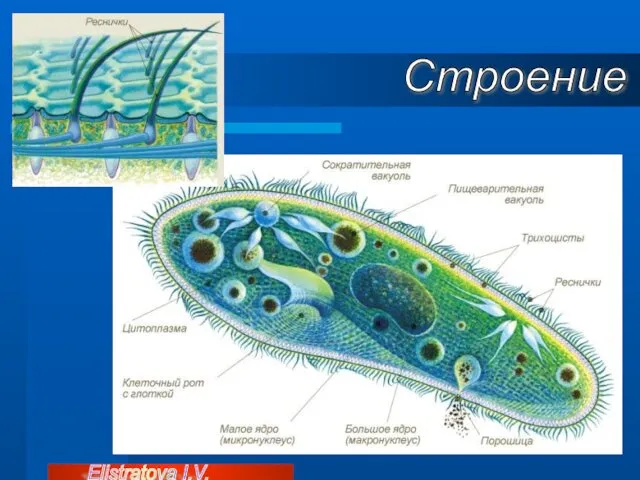 Строение Elistratova I.V.