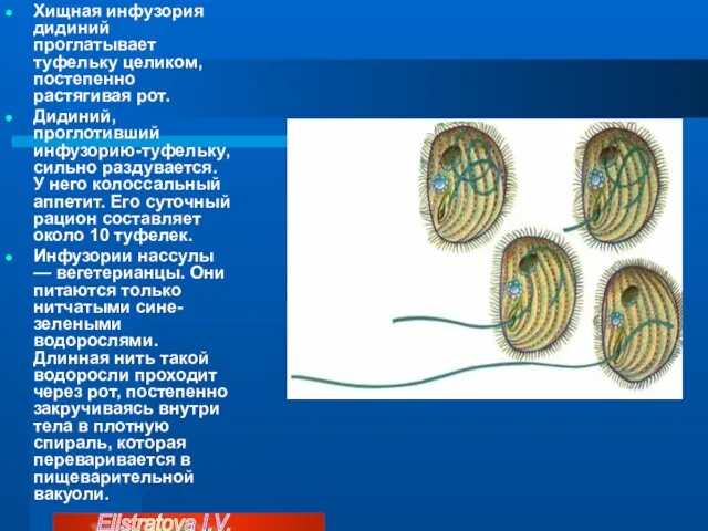 Хищная инфузория дидиний проглатывает туфельку целиком, постепенно растягивая рот. Дидиний, проглотивший инфузорию-туфельку, сильно