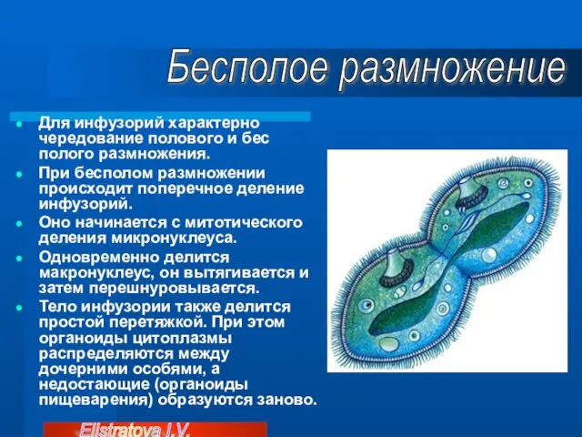 Для инфузорий характерно чередование полового и бес полого размножения. При бесполом размножении происходит