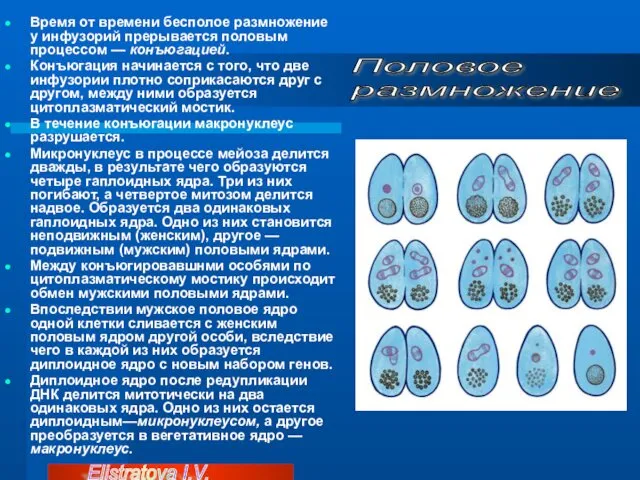 Время от времени бесполое размножение у инфузорий прерывается половым процессом