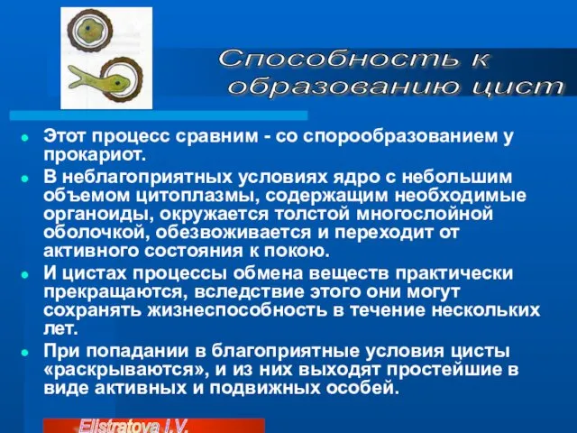 Этот процесс сравним - со спорообразованием у прокариот. В неблагоприятных условиях ядро с