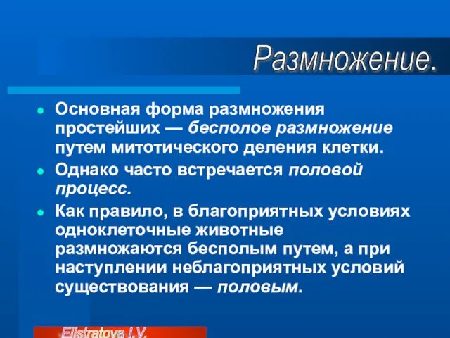 Основная форма размножения простейших — бесполое размножение путем митотического деления