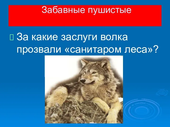За какие заслуги волка прозвали «санитаром леса»? Забавные пушистые