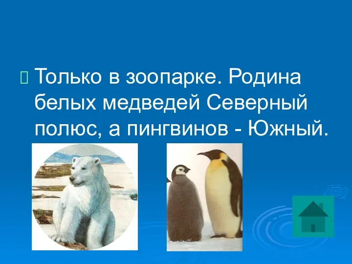 Только в зоопарке. Родина белых медведей Северный полюс, а пингвинов - Южный.