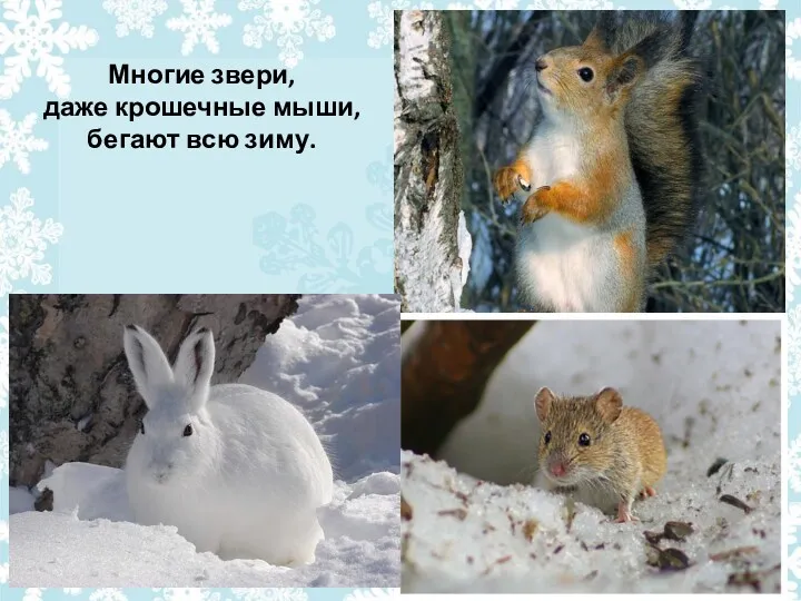 Многие звери, даже крошечные мыши, бегают всю зиму.