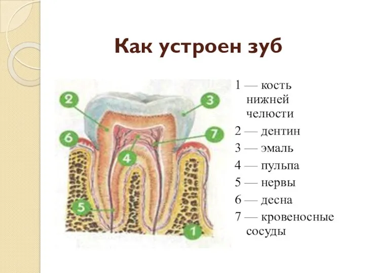 Как устроен зуб 1 — кость нижней челюсти 2 —