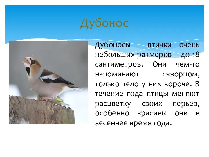 Дубоносы - птички очень небольших размеров – до 18 сантиметров.