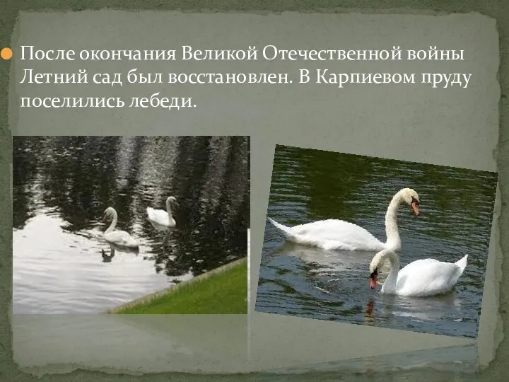 После окончания Великой Отечественной войны Летний сад был восстановлен. В Карпиевом пруду поселились лебеди.