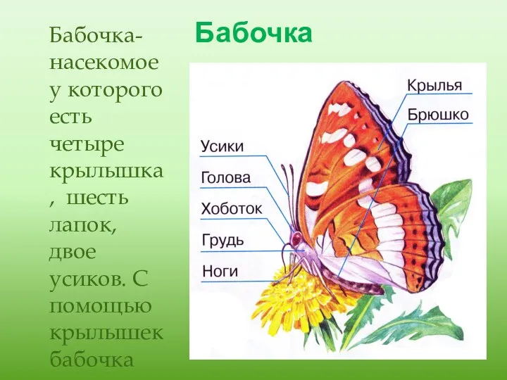 Бабочка Бабочка-насекомое у которого есть четыре крылышка, шесть лапок, двое