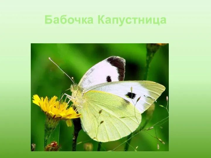 Бабочка Капустница