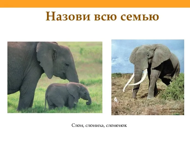 Слон, слониха, слоненок Назови всю семью