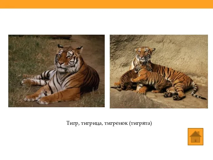 Тигр, тигрица, тигренок (тигрята)