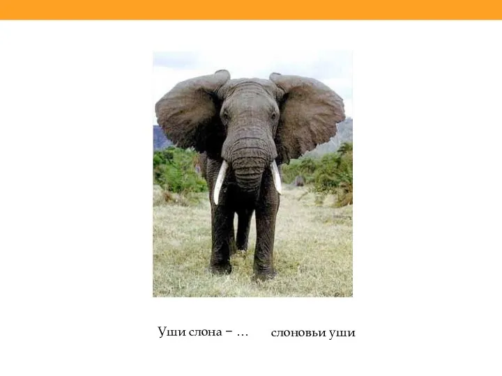 Уши слона − … слоновьи уши