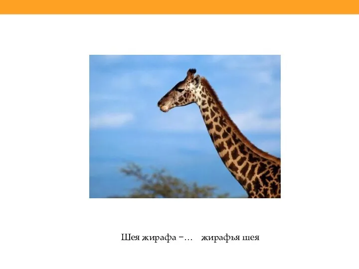 Шея жирафа −… жирафья шея