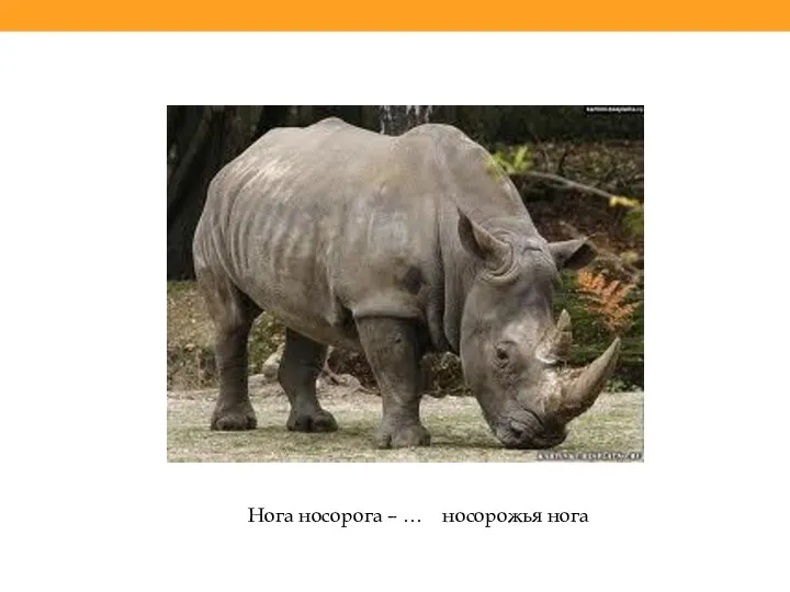 Нога носорога – … носорожья нога