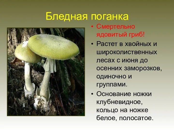 Бледная поганка Смертельно ядовитый гриб! Растет в хвойных и широколиственных