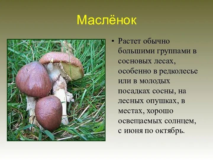 Маслёнок Растет обычно большими группами в сосновых лесах, особенно в