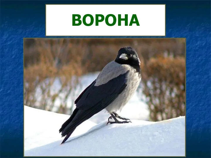 ВОРОНА