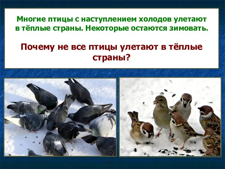 Многие птицы с наступлением холодов улетают в тёплые страны. Некоторые остаются зимовать. Почему