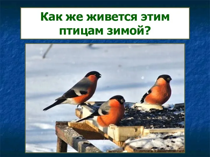 Как же живется этим птицам зимой?
