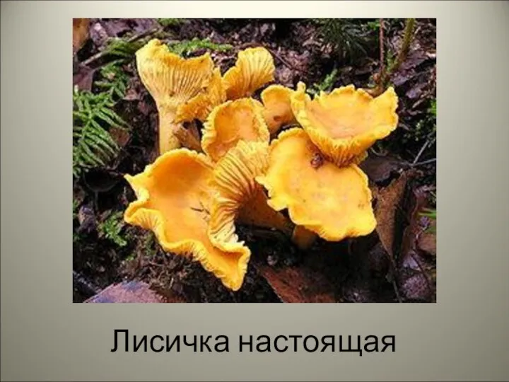 Лисичка настоящая