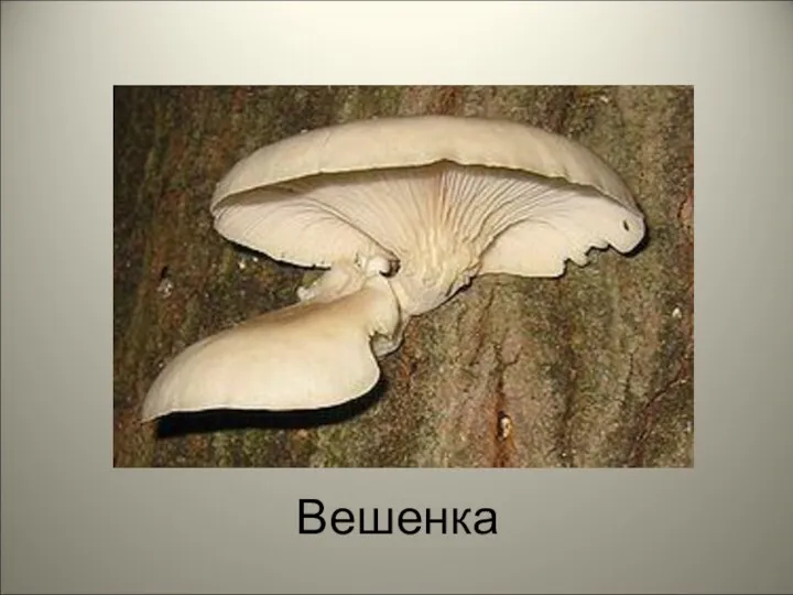 Вешенка