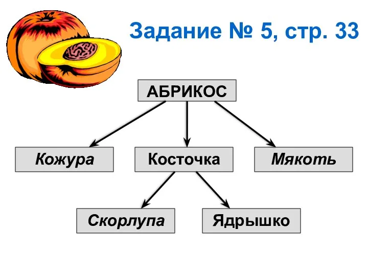 АБРИКОС Косточка Мякоть Кожура Ядрышко Скорлупа Задание № 5, стр. 33